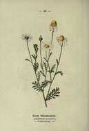 Anthemis arvensis L. resmi