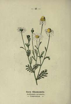 Image of corn chamomile