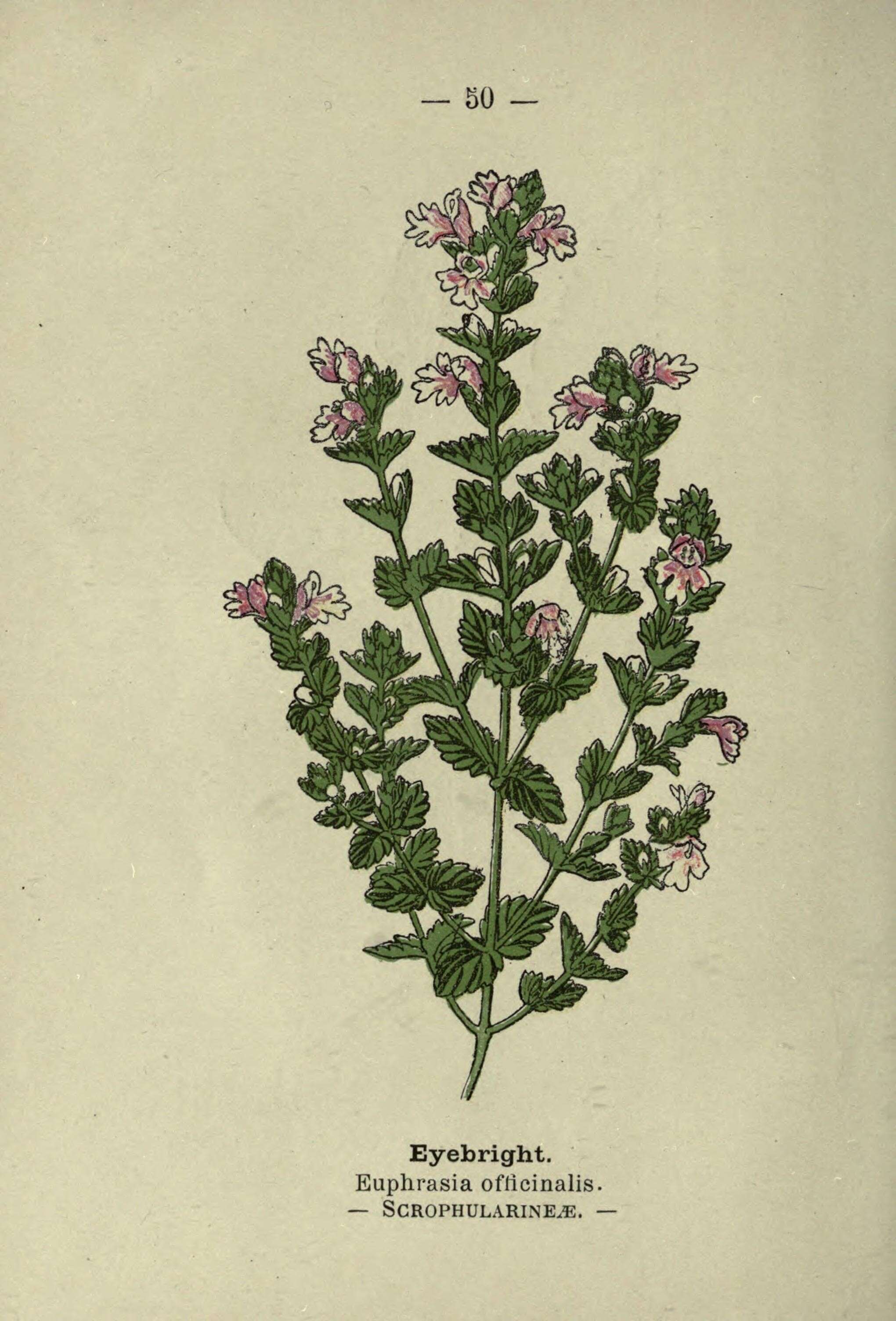 Imagem de Euphrasia officinalis L.