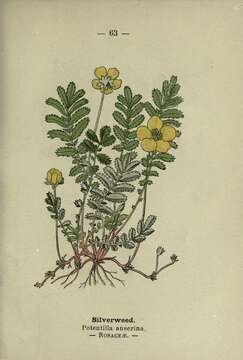 Image of silverweed cinquefoil