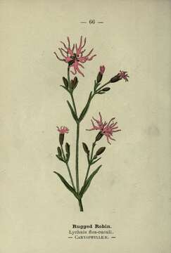 Image of ragged robin