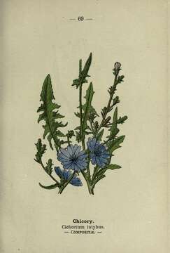 Image of chicory