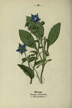 Image of borage