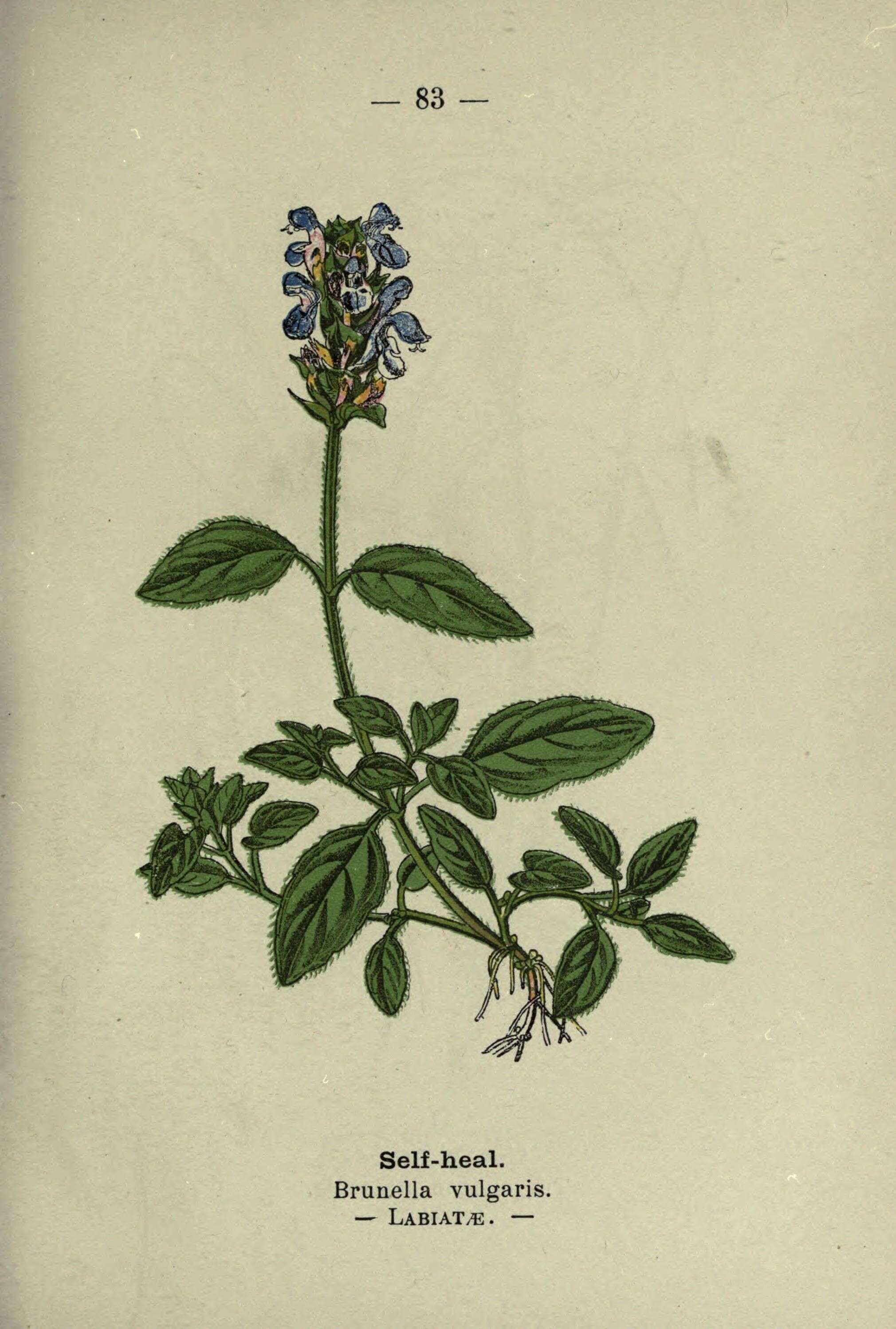 Image of common selfheal