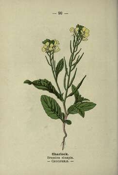 Image of charlock mustard