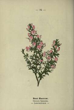 Image of spiny restharrow