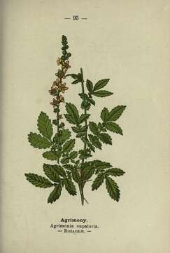 Image of Agrimony