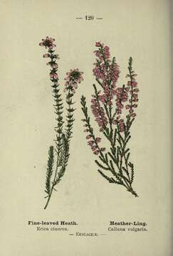 Erica cinerea L. resmi