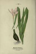 Image of Autumn crocus