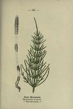 Image of field horsetail