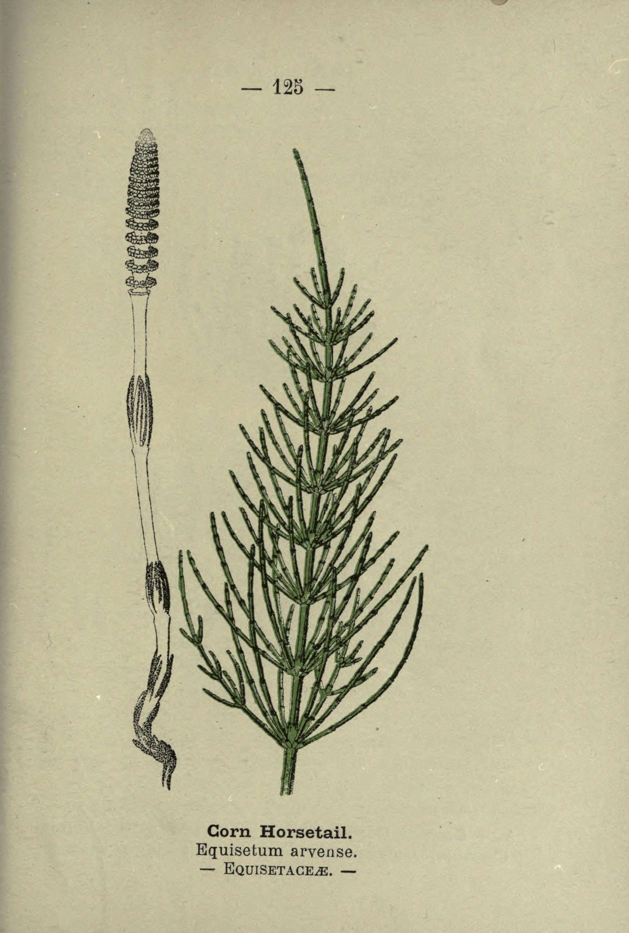 Image of field horsetail