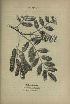 Image of black locust