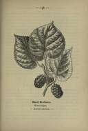 Image of black mulberry