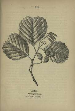 Image of European alder