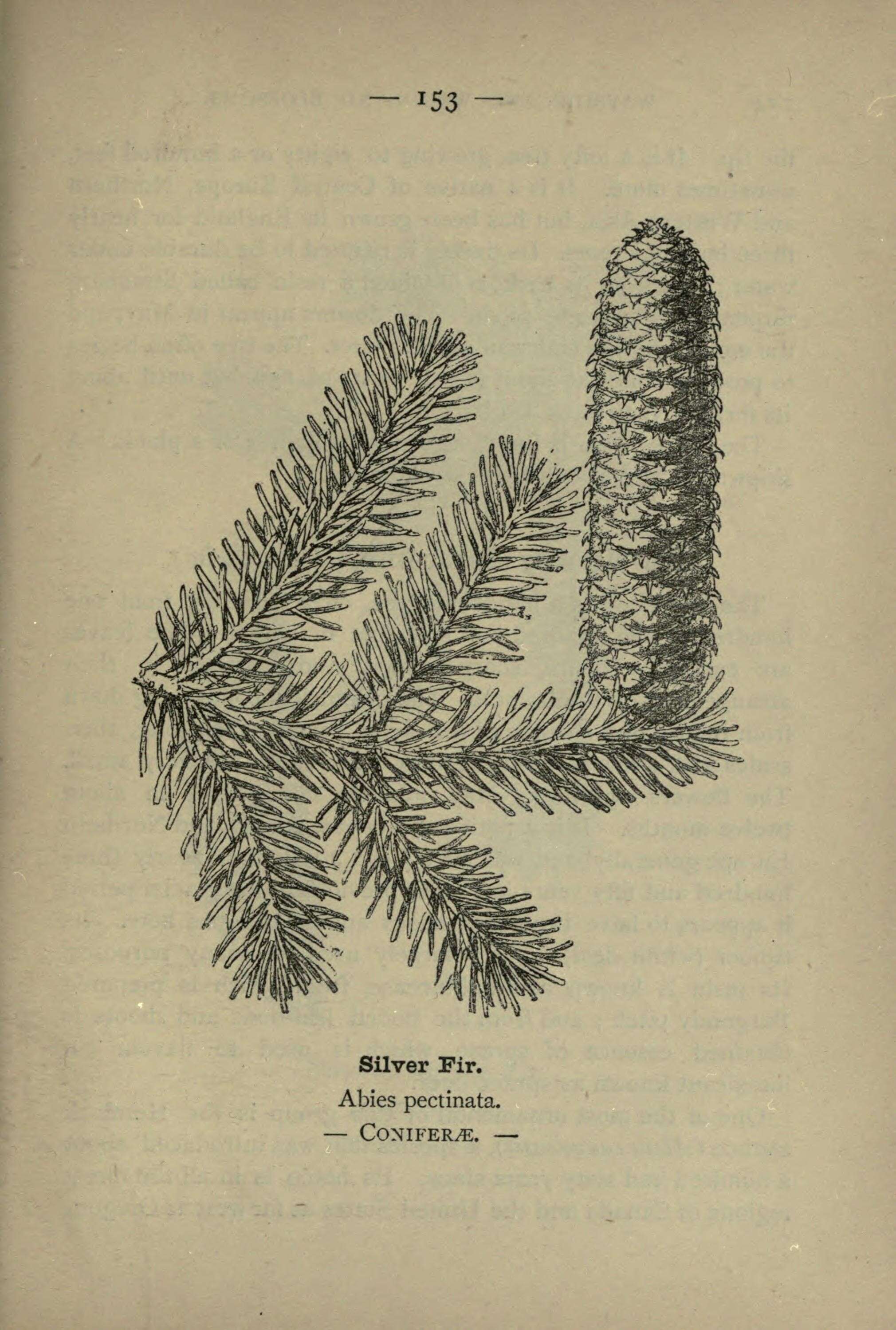 Image of Silver Fir