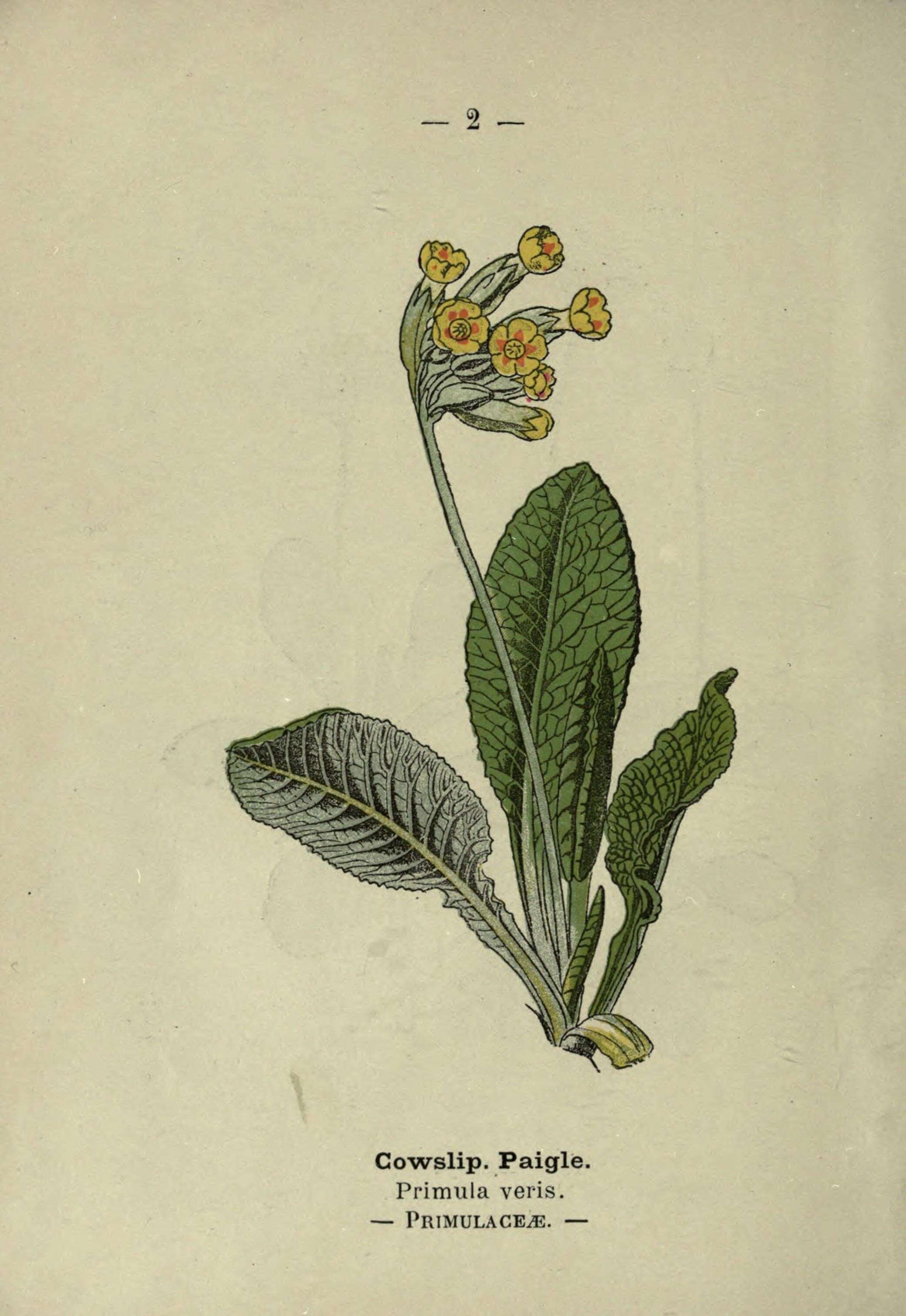 Image of Cowslip