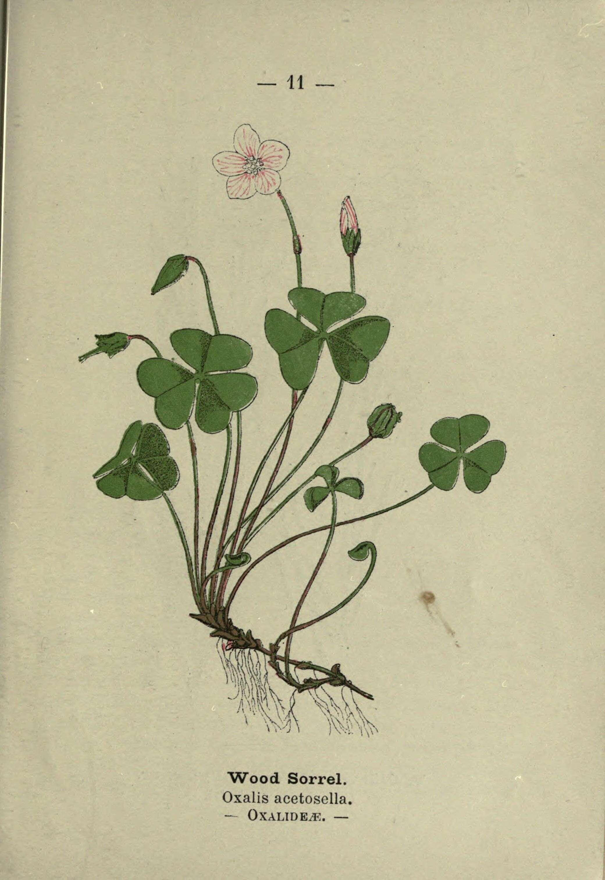 Image of Wood-sorrel