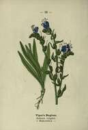 Image of blueweed