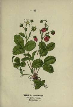 Imagem de Fragaria vesca L.