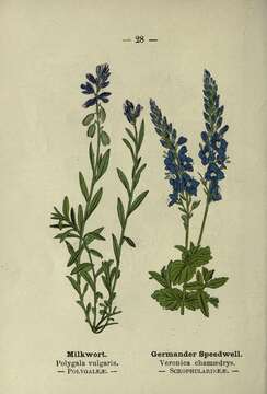 Image of Common Milkwort