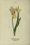 Image of yellow flag, yellow iris