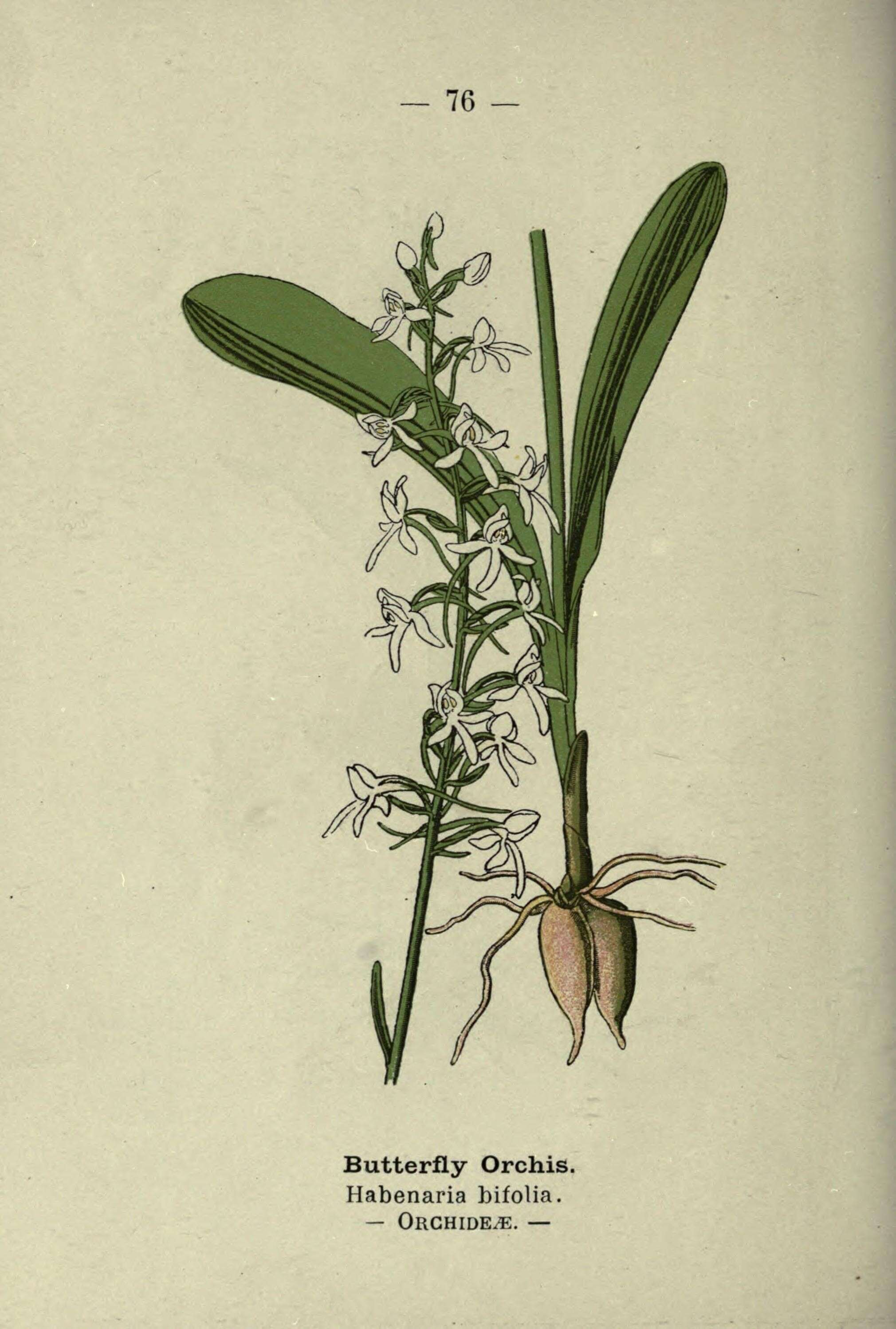 Image of lesser butterfly-orchid