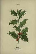 Ilex aquifolium L. resmi