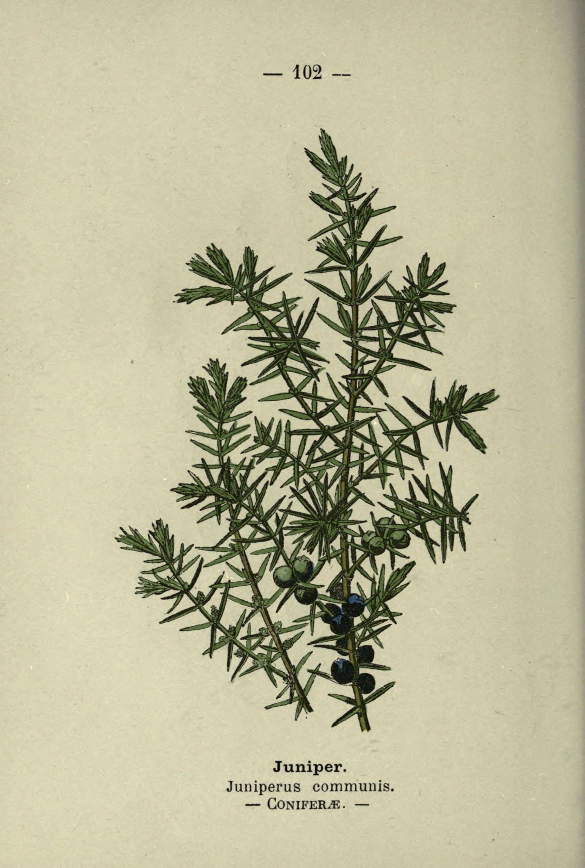 Imagem de Juniperus communis L.