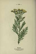 Image of common tansy