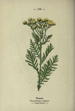 Tanacetum vulgare L. resmi