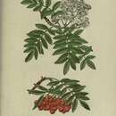 صورة Sorbus aucuparia subsp. aucuparia