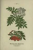 Image of Sorbus aucuparia subsp. aucuparia