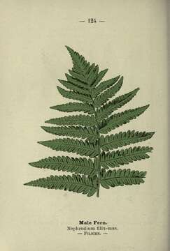 Image of male fern