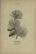 Image of Scotch Pine