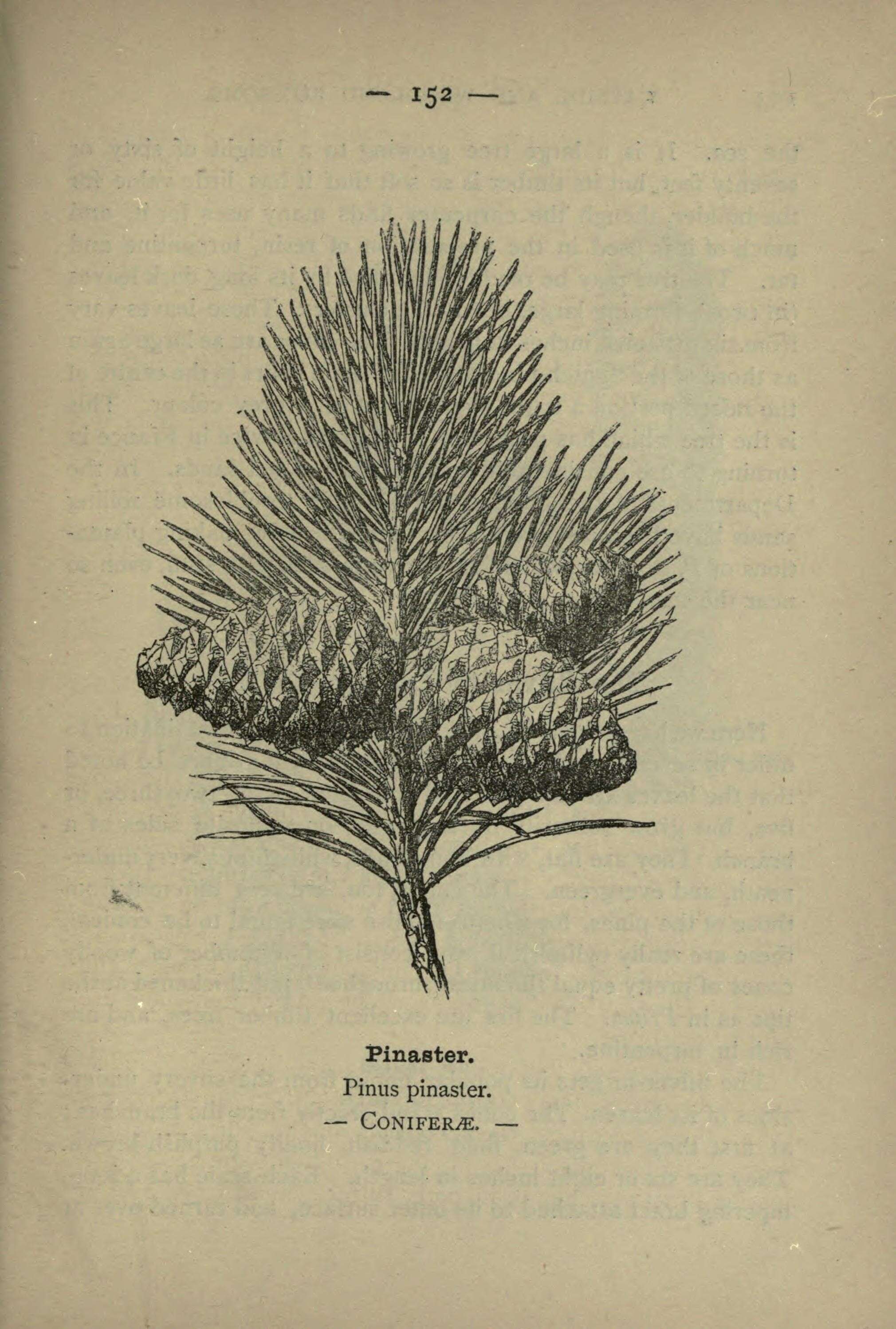 Image of Maritime Pine