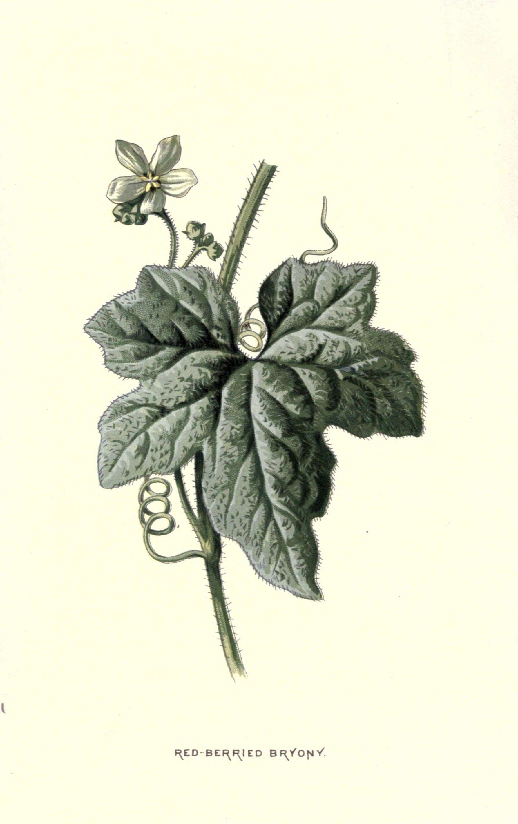 Image of Cretan bryony