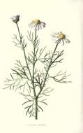 Image of scentless false mayweed