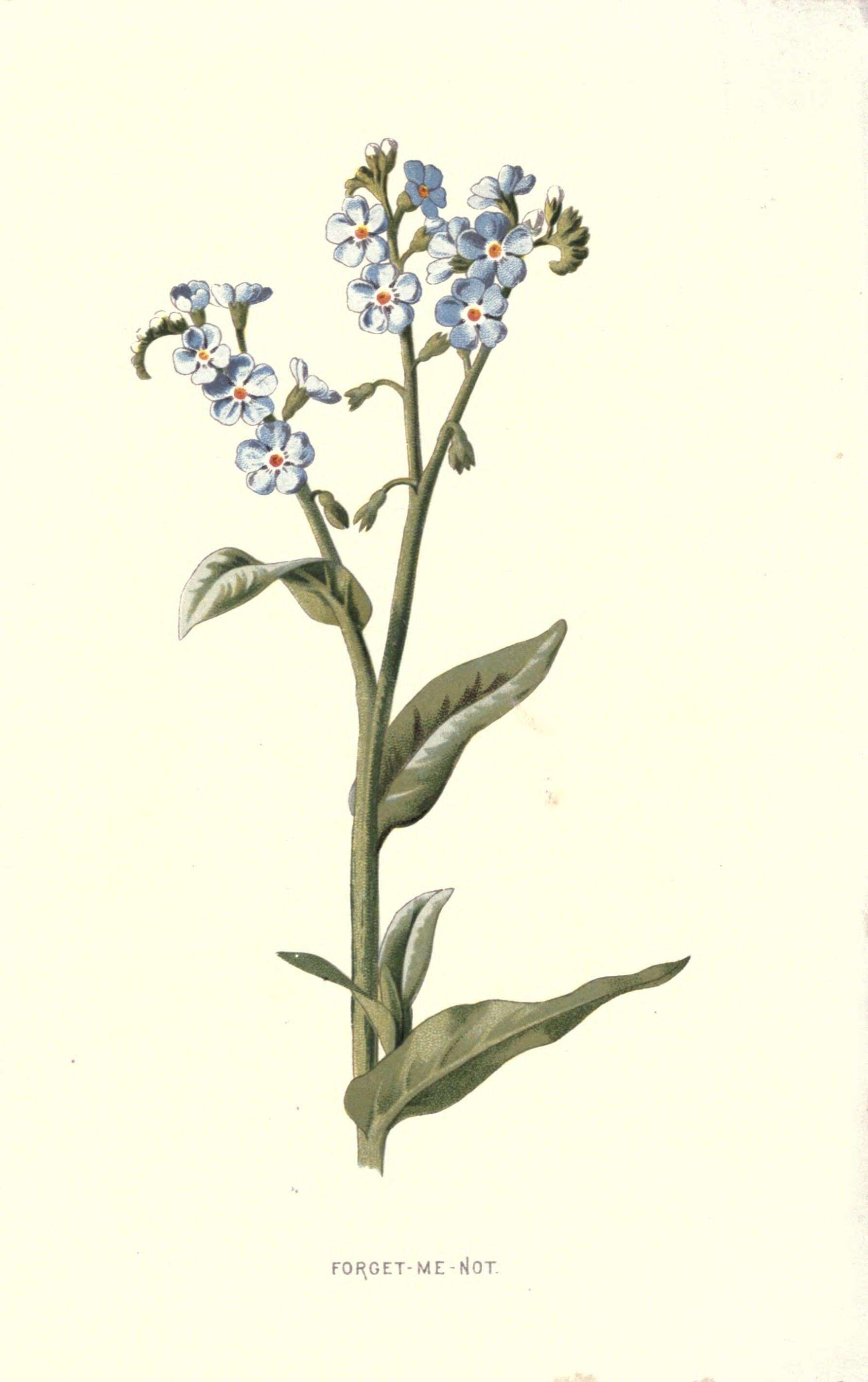 Image of true forget-me-not