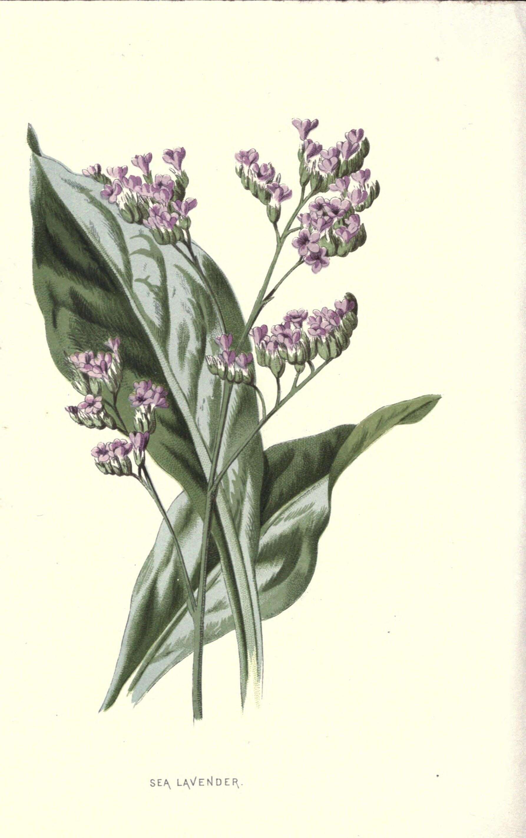 Image of Mediterranean sea lavender