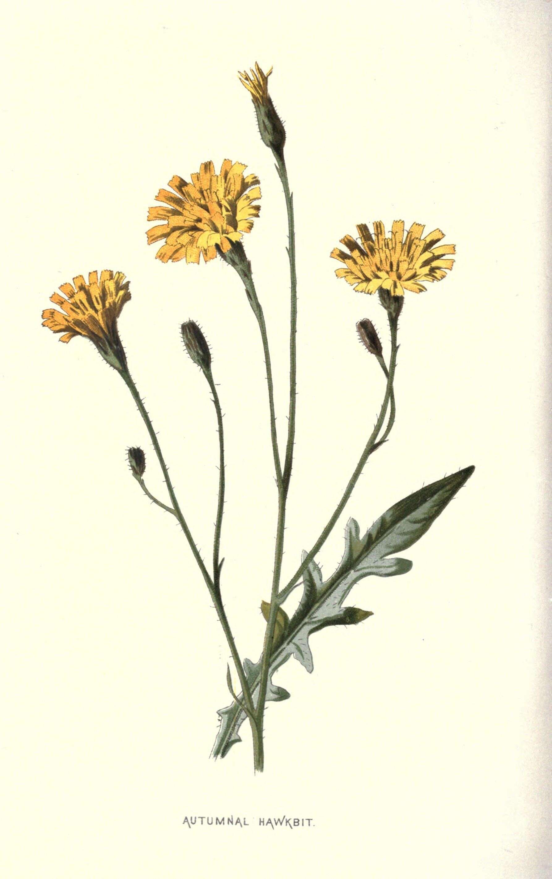 Scorzoneroides autumnalis (L.) Moench resmi