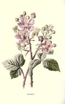 Rubus cochinchinensis Tratt. resmi