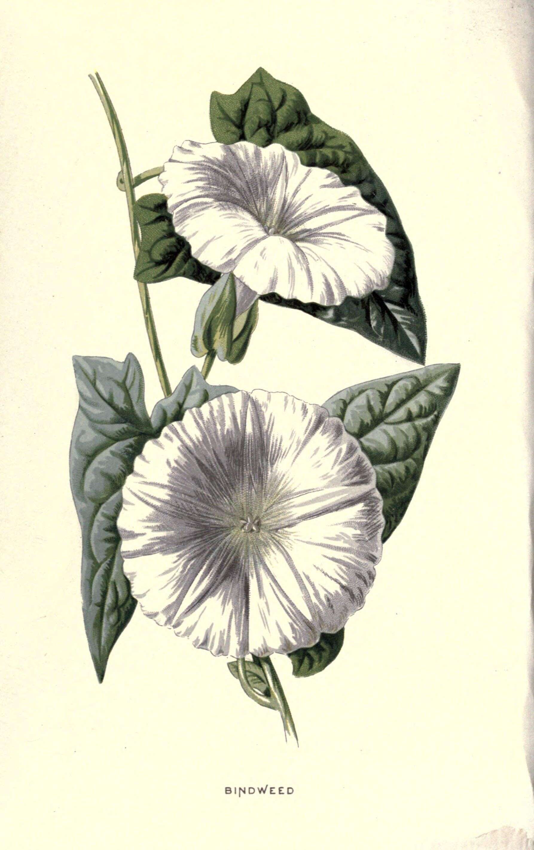 Image of Hedge Bindweed