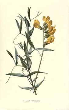 Lathyrus pratensis L. resmi