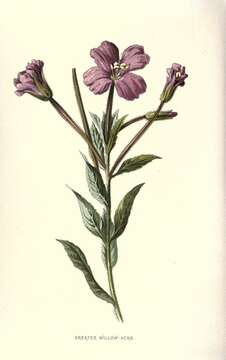 Image of Great Willowherb