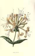 Image of European honeysuckle