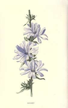 Image of chicory