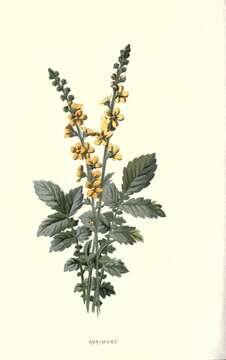 Image of Agrimony