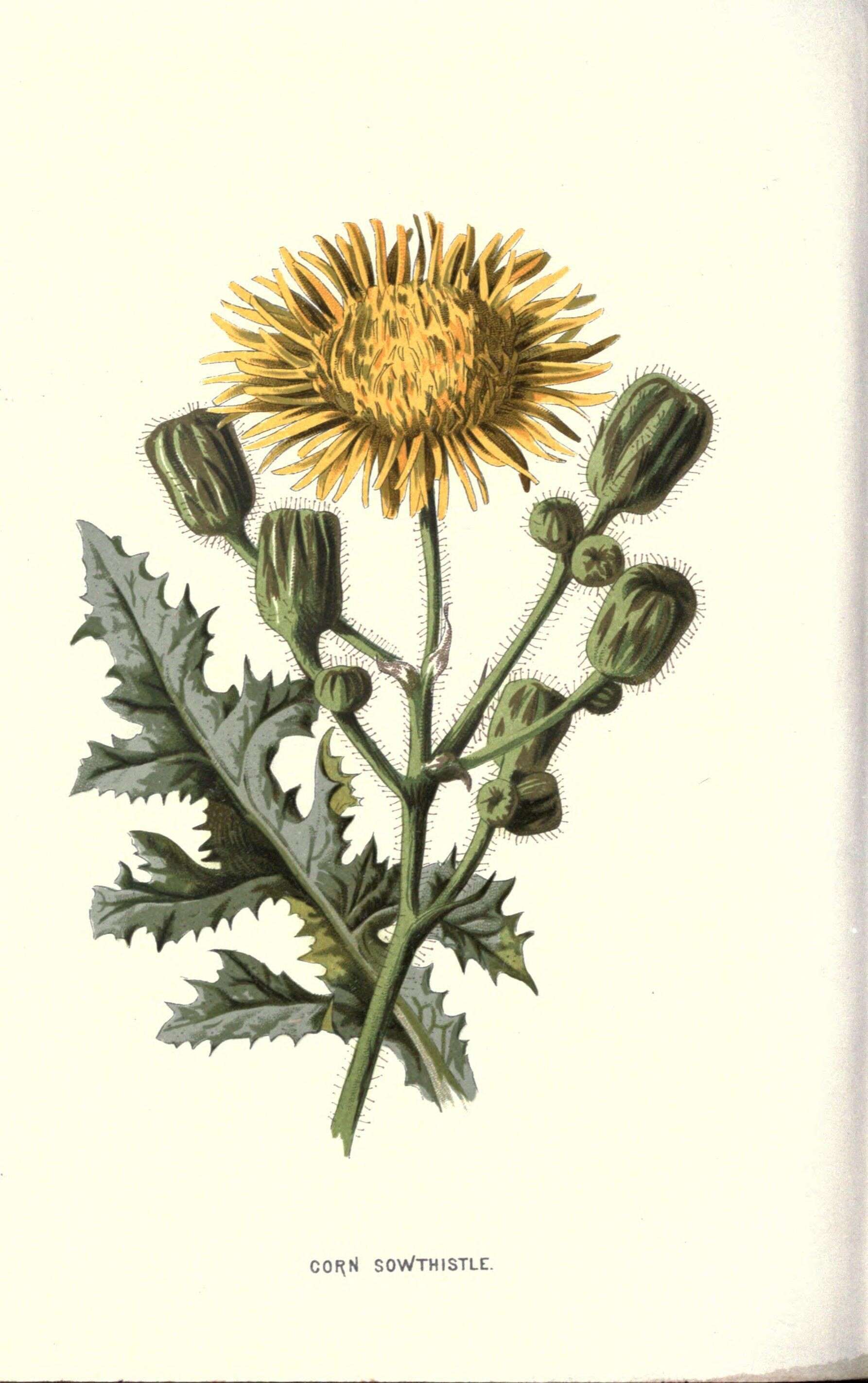 Plancia ëd Sonchus arvensis L.