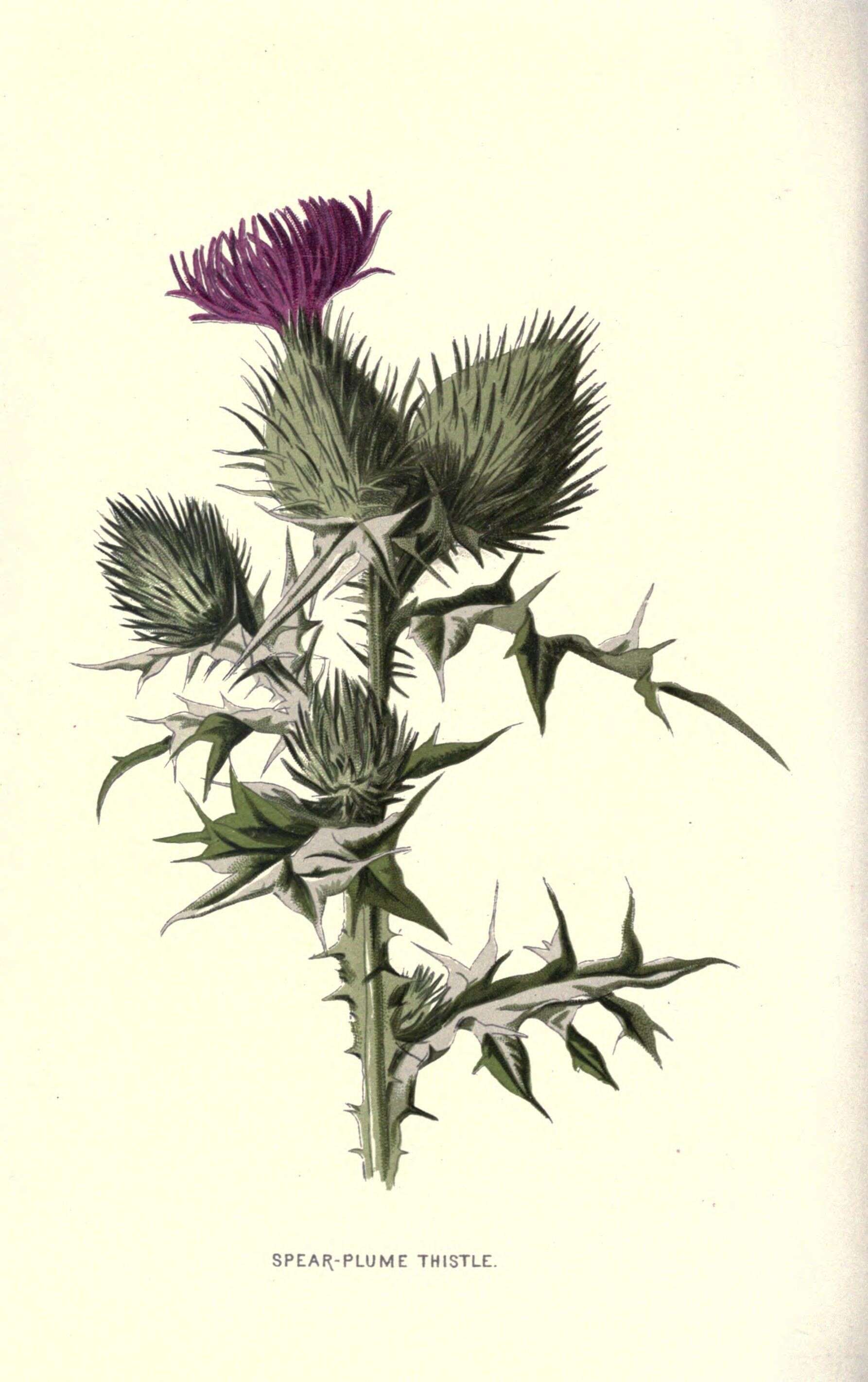 Image of Spear Thistle