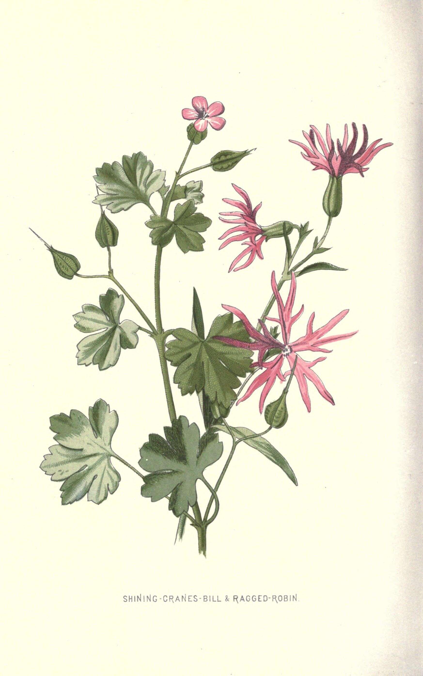 Geranium lucidum L.的圖片